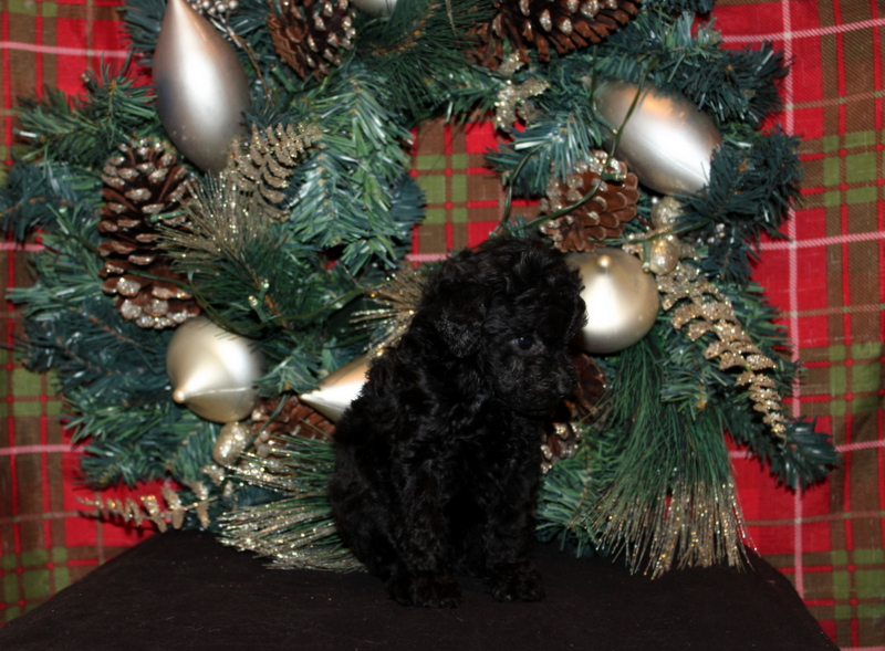 puppy, for, sale, Mini Poodle, Matthew B. Stoltzfus, dog, breeder, Gap, PA, dog-breeder, puppy-for-sale, forsale, nearby, find, puppyfind, locator, puppylocator, aca